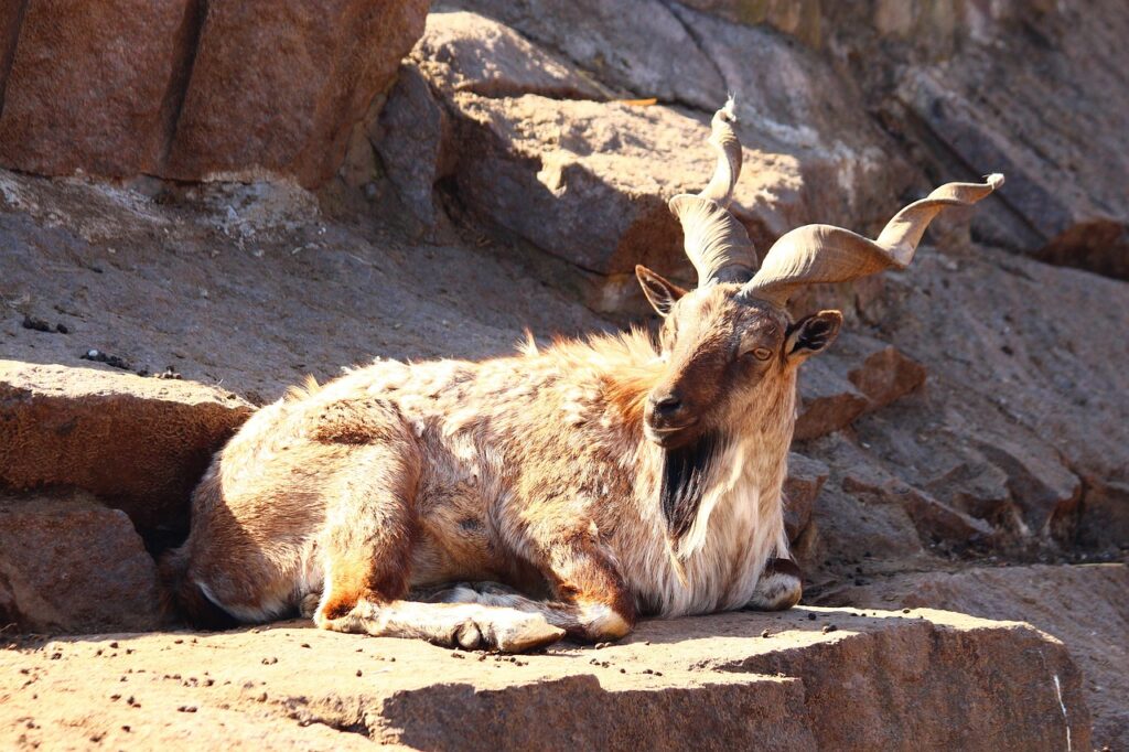 Markhor