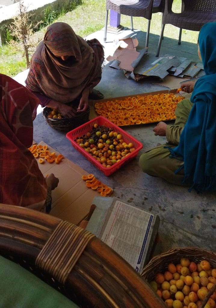 Apricot Drying Skardu