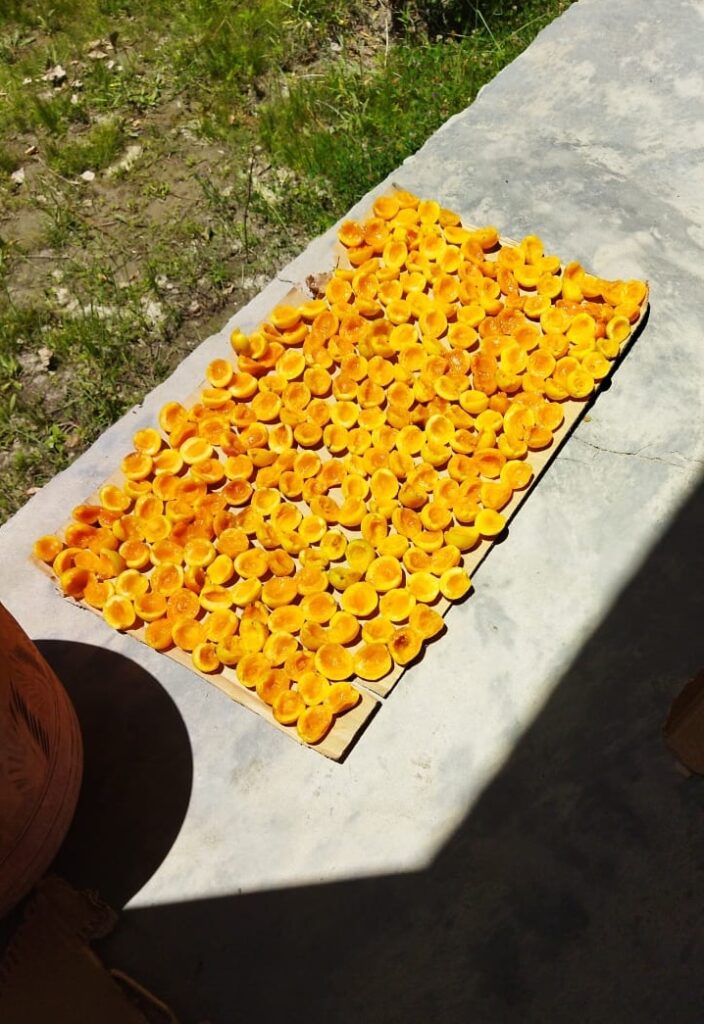 Apricots Skardu